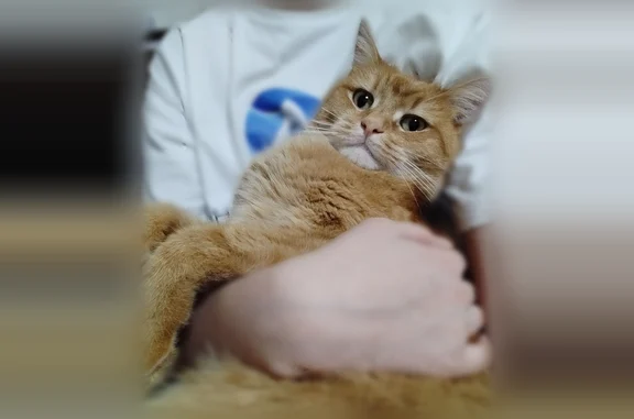 Пропала кошка, улица Кузнецова, 18, Заречный — светло-рыжая, с буквой «М» на лбу - photo