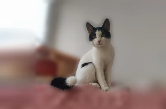 Пропала кошка, Юбилейная улица, 1 к1, Подольск — выпала с балкона 4 этажа - photo
