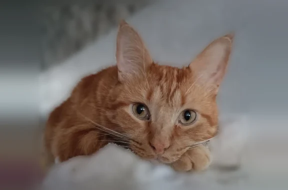 Пропала кошка, улица Глухова, 3, Новороссийск — рыжий, очень пугливый кот - photo