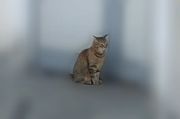 Найдена кошка, Кемерово, фото: Найдена кошка, улица Дзержинского, 9, Кемерово