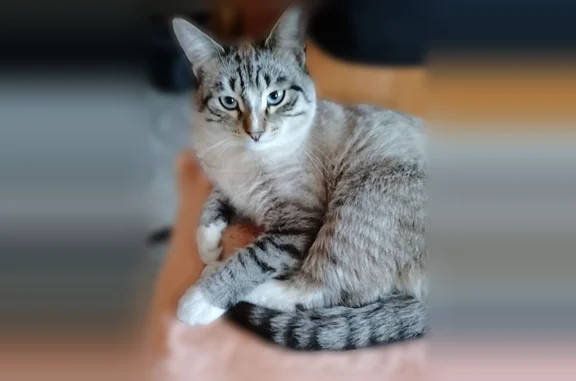 Пропала кошка, улица Гоголя, Зеленодольск, Зеленодольск — котик около года, на голове небольшая рана - photo