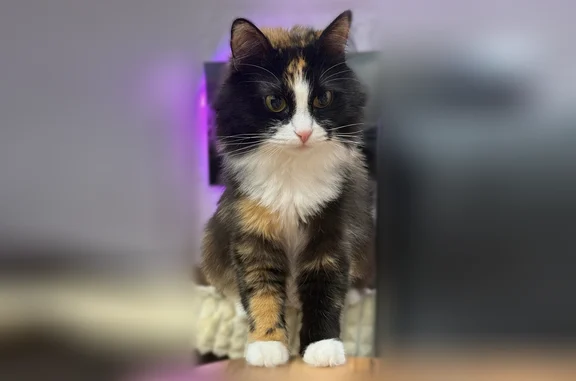 Пропала кошка, 17, Лайково, Лайково — трёхцветная, зелёные глаза, домашняя - photo
