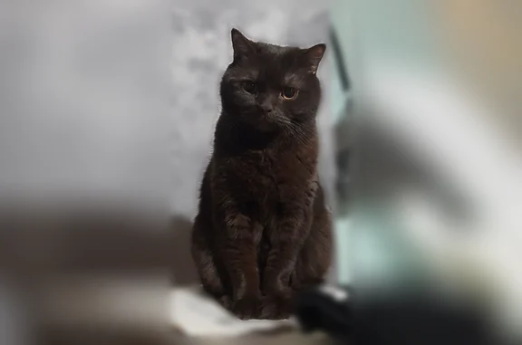 Пропала кошка, Пошехонское шоссе, 9, Вологда — домашняя, 9 лет, кличка Марсик - photo