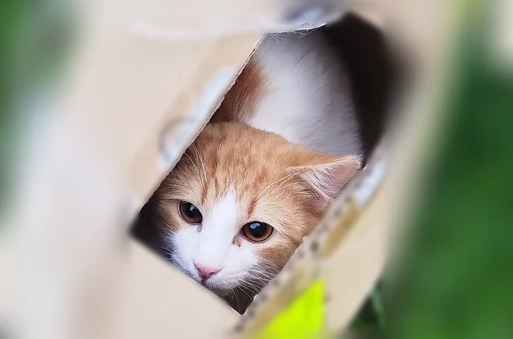 Найдена кошка, Тула, фото: Найдена кошка, улица Матросова, северный посёлок, 29, Тула