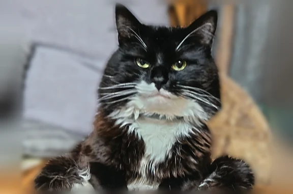 Пропала кошка, Прудная улица, 2, Королёв — чёрно-коричневая, с белыми лапками - photo