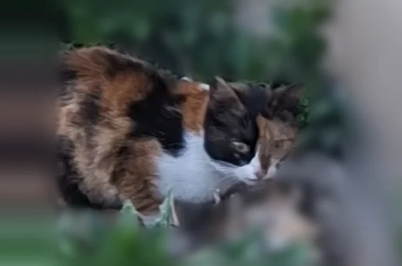 Найдена кошка, Чебаркуль, фото: Найдена кошка, Чебаркуль, Чебаркуль, Челябинская область — трёхшерстная, молодая, со содранной шерстью на спинке