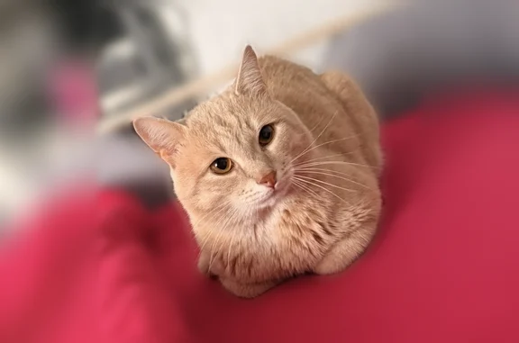 Пропала кошка, Крайняя улица, 4, Красноярск — рыжий котик Бася, чёрный ошейник с колокольчиком - photo