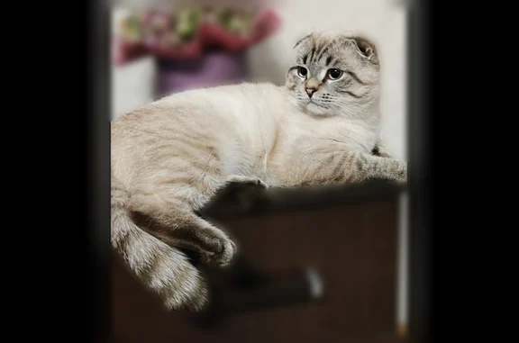 Пропала кошка, улица Революции, Инза - photo