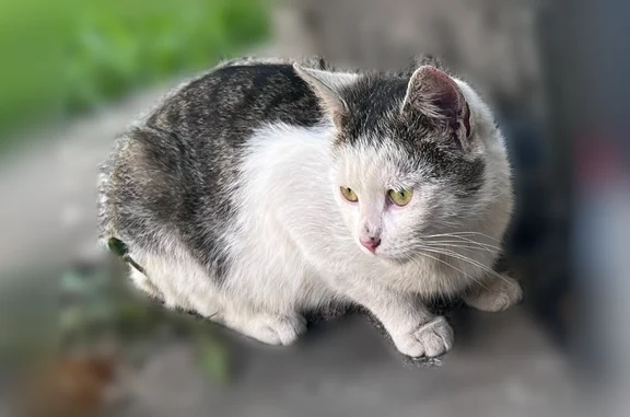 Найденные животные Парголово, фото: Найдена кошка, Юкковское шоссе, 10 к3, Парголово — трехцветная, спинка и голова серая в полосочку