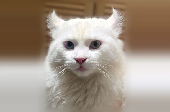 Пропала кошка, улица Собино, 24, Ростов-на-Дону — молодой белый котик, разноглазая - photo