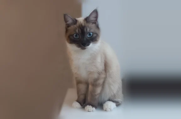 Пропала кошка, Молодёжная улица, Долгоруково — окрас сиамской кошки, голубые глаза - photo