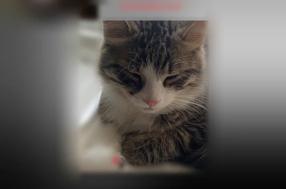 Пропала кошка, Молодёжная улица, 10, Мичуринский — крупный 8-месячный котик, пугливый - photo