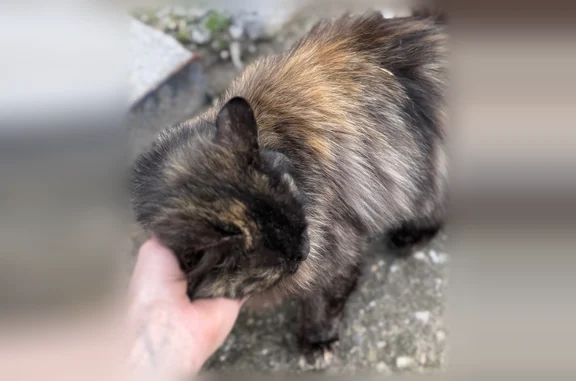 Найдена кошка, Саратов, фото: Найдена кошка, улица Пономарёва, 27, Саратов — молодая ласковая кошечка, миниатюрная