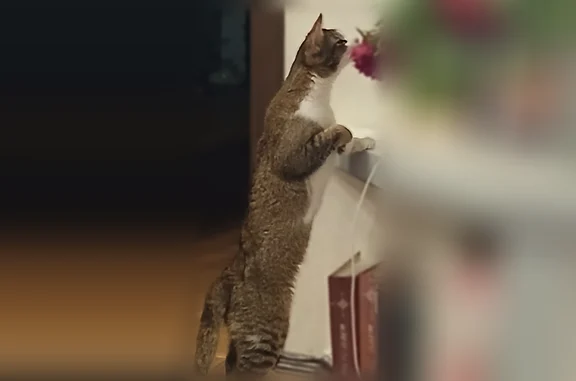 Пропала кошка, Восточная улица, 22, Краснодар — короткошерстная, серо-белая с рыжим - photo