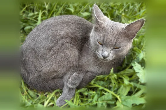 Найдена кошка, Казань, фото: Найдена кошка, проспект Ямашева, 69, Казань