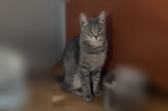 Пропала кошка, улица Чмутова, 160, Тула — синий ошейник с поводком - photo