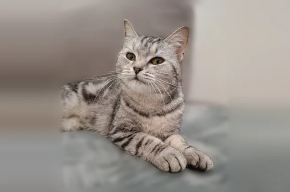 Найдена кошка, Казань, фото: Найдена кошка, Дубравная улица, Казань — молоденькая, очень ласковая