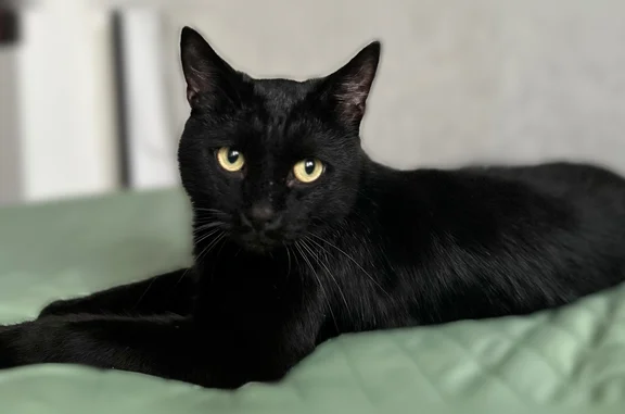 Пропала кошка, переулок Андреева, 5, Ростов-на-Дону — чёрный кот, сорвался с поводка - photo