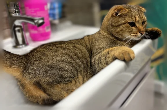 Найдена кошка, Краснодар, фото: Найдена кошка, улица Скандинавская, Краснодар — котик, вислоухая, глаза разного цвета