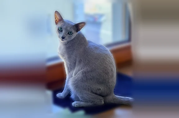 Пропала кошка, Садовая-Кудринская улица, 25, Москва — русская голубая, отзывается на «Астра» - photo