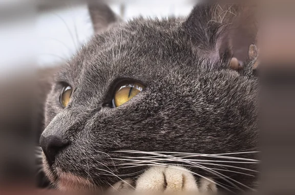 Найдена кошка, Абакан, фото: Найдена кошка, улица Чехова, 116, Абакан — серый котик с белыми носочками