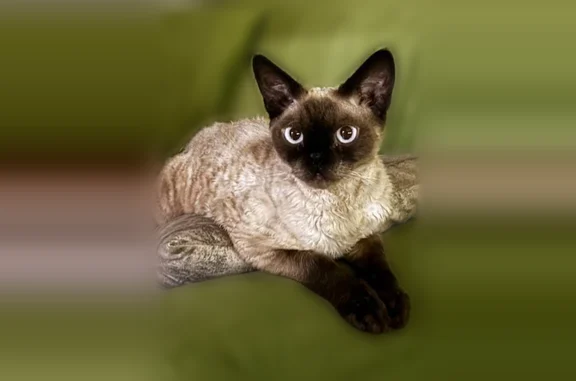 Пропала кошка, улица Ясмин, Казань — домашний котик с кудрявой шерсткой - photo