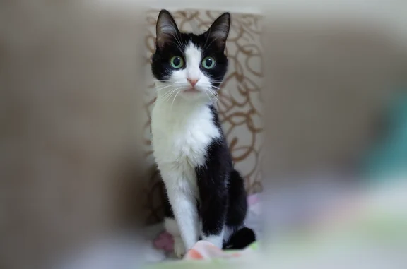 Пропала кошка, улица Энгельса, 3 к3, Чебоксары - photo