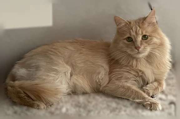Пропала кошка, улица Строителей, 1, Козьмодемьянск — рыжая, небольшая, домашняя - photo