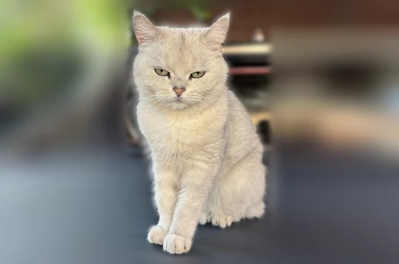 Пропала кошка, улица Лермонтова, 6, Краснодар — чистый британец, 7 лет - photo