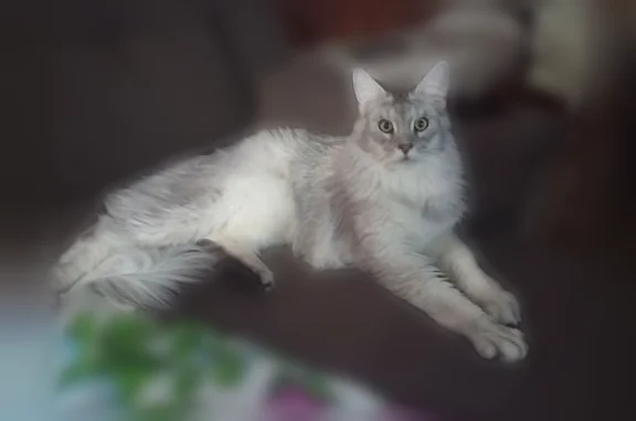 Пропала кошка, Йошкар-Ола, Марий Эл — желто-зелёные глаза, ошейник с номером - photo