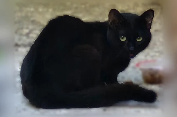 Найдена кошка, Обнинск, фото: Найдена кошка, улица Королёва, 7, Обнинск — чёрный котёнок, очень ласковая