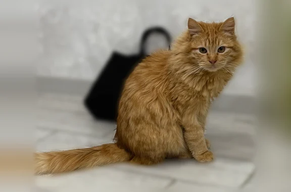 Пропала кошка, Школьный переулок, 24, Будённовск — зовут Тигра, рыжая, пухленькая - photo