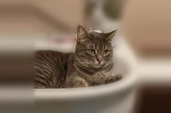 Пропала кошка, Республиканская улица, 8, Курск — серая, с металлической спицей в передней лапе - photo