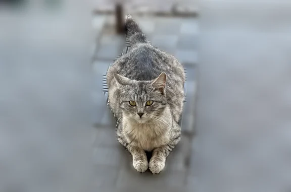 Найдена кошка, Оренбург, фото: Найдена кошка, улица Теряна Ваана, Оренбург — очень добрая и ласковая