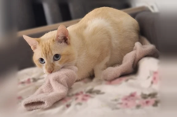 Пропала кошка, проезд Дружбы, 8, Ухта — бело-рыжий котик с очень коротким хвостиком - photo