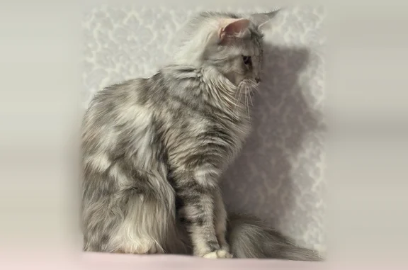 Пропала кошка, Интернациональная улица, 74/42, Ухта - photo