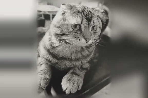 Пропала кошка, 12км Игнатьевского шоссе, Благовещенск — коричнево-рыжая с чёрными полосками, пугливая - photo