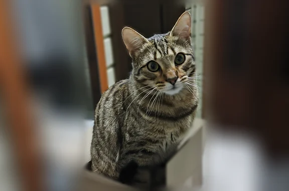 Кошки потеряшки, Чепелёво, фото: Потеряшка кошка, Чепелёво, Московская область