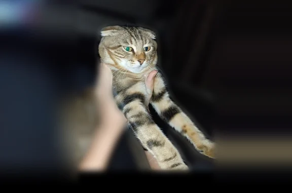 Пропала кошка, улица Ленина, 37, Каспийск — котик откликается на кличку Тигр - photo