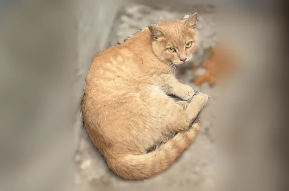 Найдена кошка, Ростов-на-Дону, фото: Найдена кошка, Красноармейская улица, 97, Ростов-на-Дону — шипит, не уходит сутки
