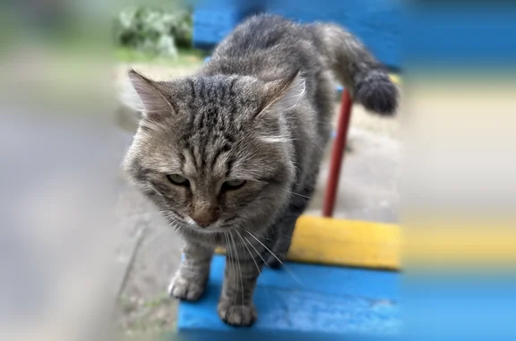 Найдена кошка, Волгоград, фото: Найдена кошка, улица Ткачёва, 7Б, Волгоград — очень ласковая, домашняя
