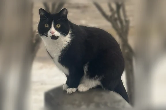 Пропала кошка, улица Островского, 15, Советский — чёрная с белыми пятнами - photo