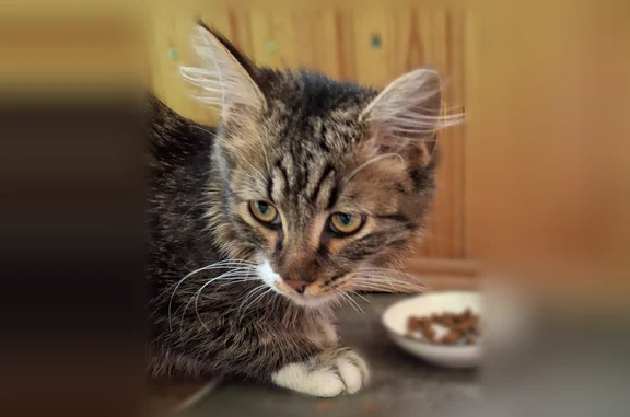 Найдена кошка, Москва, фото: Найдена кошка, Нагатинская улица, 13 к1, Москва — котёнок 6 месяцев, с белыми носочками