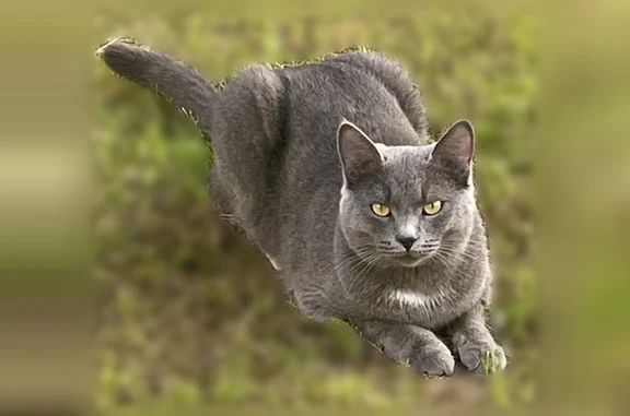 Пропала кошка, улица Маршала Конева, 10, Тверь — кастрирован, пугливый - photo