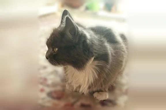 Найдена кошка, Воронеж, фото: Найдена кошка, Петровская наб., Воронеж — спасена на Чернавском мосту