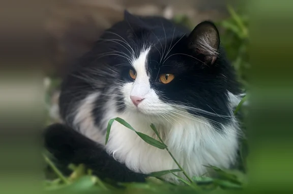 Пропала кошка, Солнечная улица, 1, Кабардинка — пушистая, с жёлтыми глазами - photo