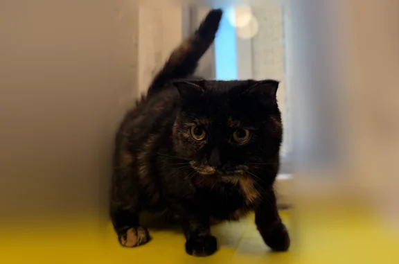 Найдена кошка, Тюмень, фото: Найдена кошка, улица Максима Горького, 10 к1, Тюмень — ласковая, миниатюрная