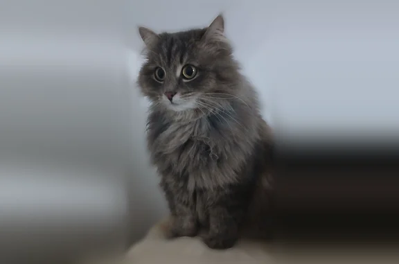 Пропала кошка, Ялтинская улица, 6Б, Супсех — серая, пушистая, пугливая - photo