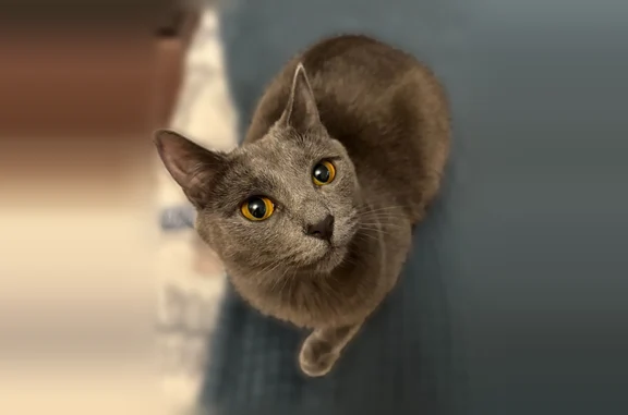 Пропала кошка, улица Лядова, 10, Казань — серого окраса, отзывается на «Небула» или «Небулик» - photo