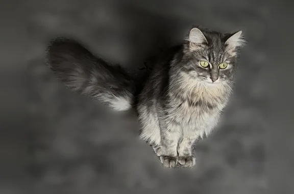 Пропала кошка, улица Паршина, 31 к1, Москва — сибирская, серо-белая, зелёные глаза - photo